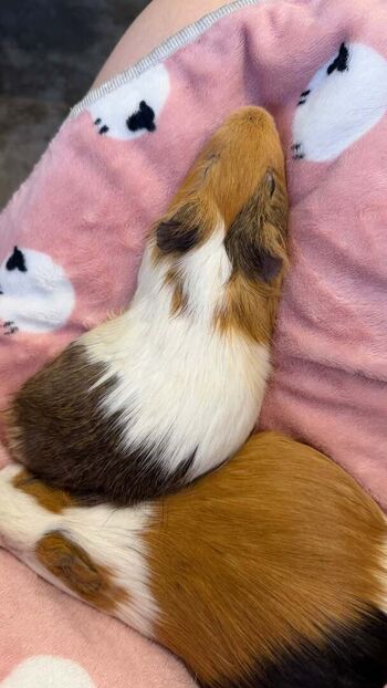 Catiescos 1 page 2 image