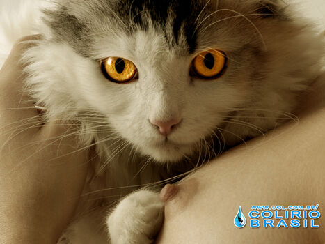 Colrio brasil page 14 image