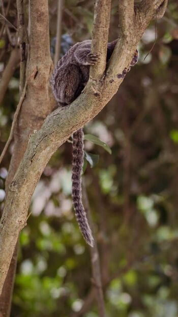 Combustível Sem Imposto