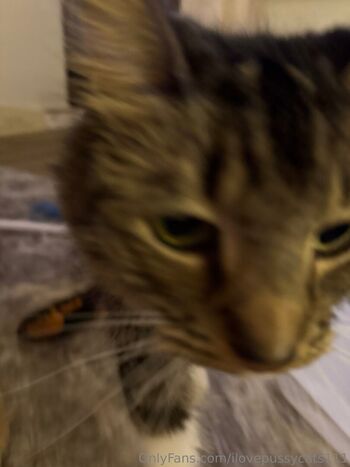 ilovepussycats111