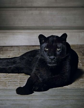 Isabeli fontana image
