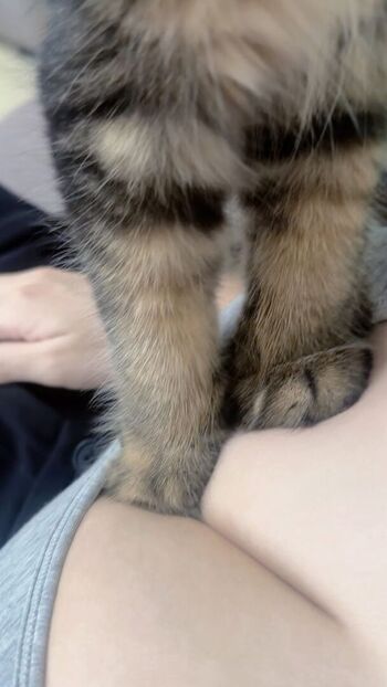 Maipei1 page 2 image