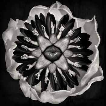Sexyflower image