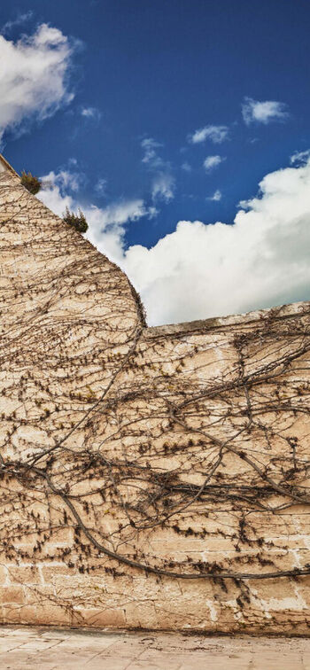 Vittoria ceretti image