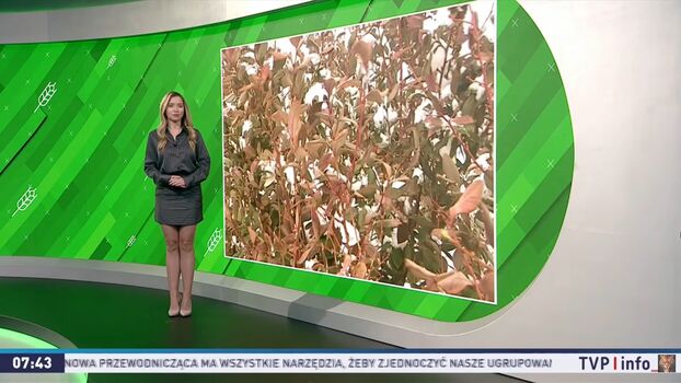 Weather ladies 1 image