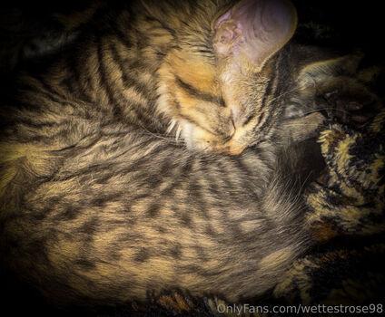 wettestrose98