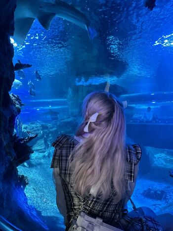 Whimsilux image
